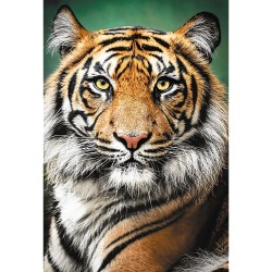 1500pz. - Retrato de un Tigre